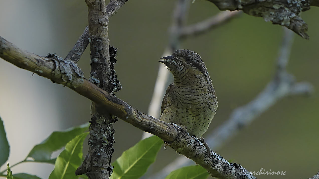 Eurasian wryneck