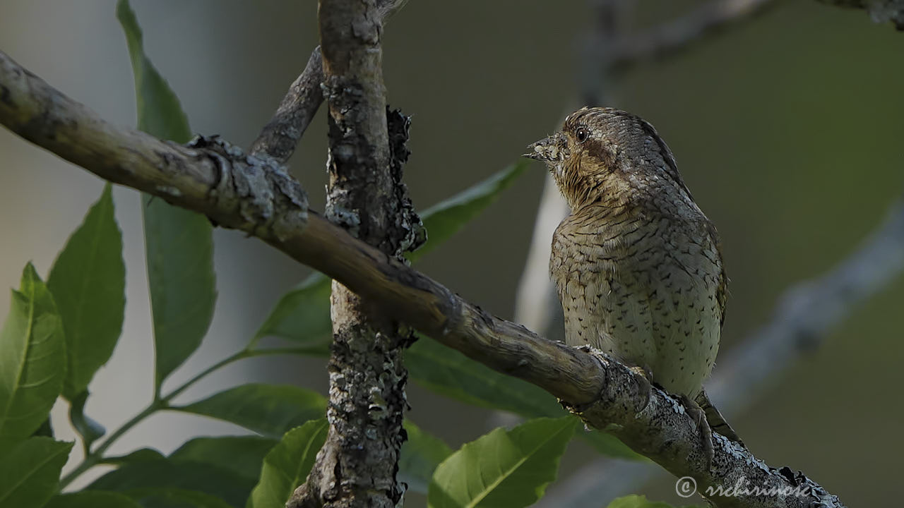 Eurasian wryneck