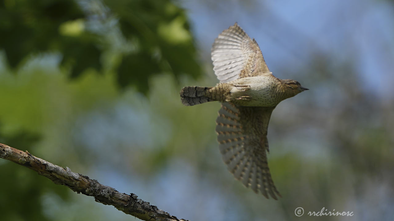 Eurasian wryneck