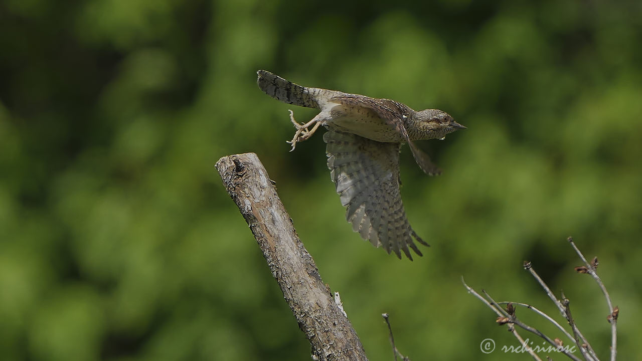 Eurasian wryneck