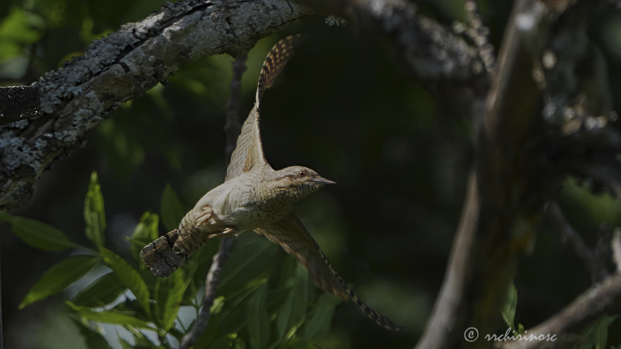 Eurasian wryneck