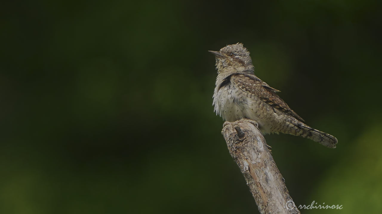 Eurasian wryneck