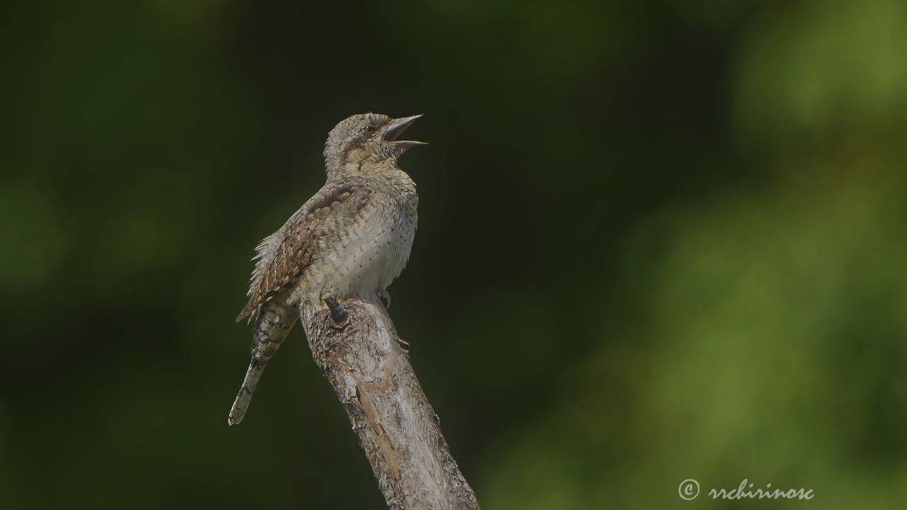 Eurasian wryneck
