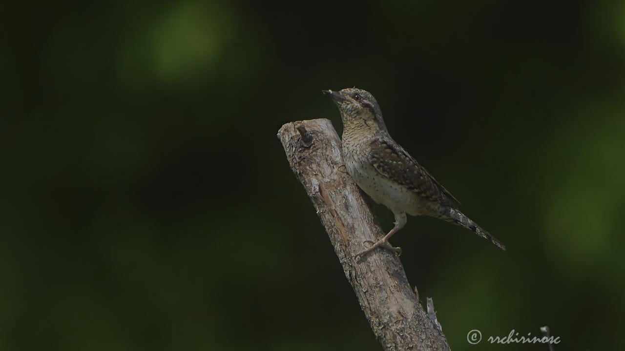 Eurasian wryneck