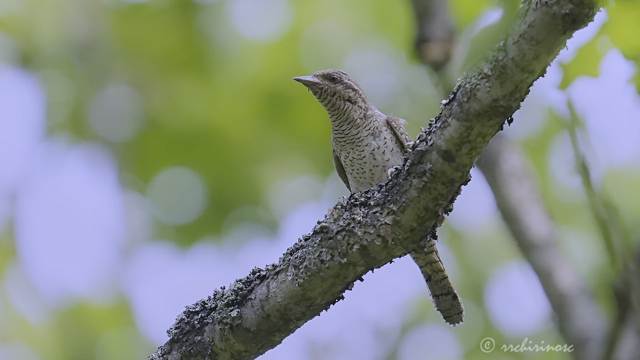 Eurasian wryneck