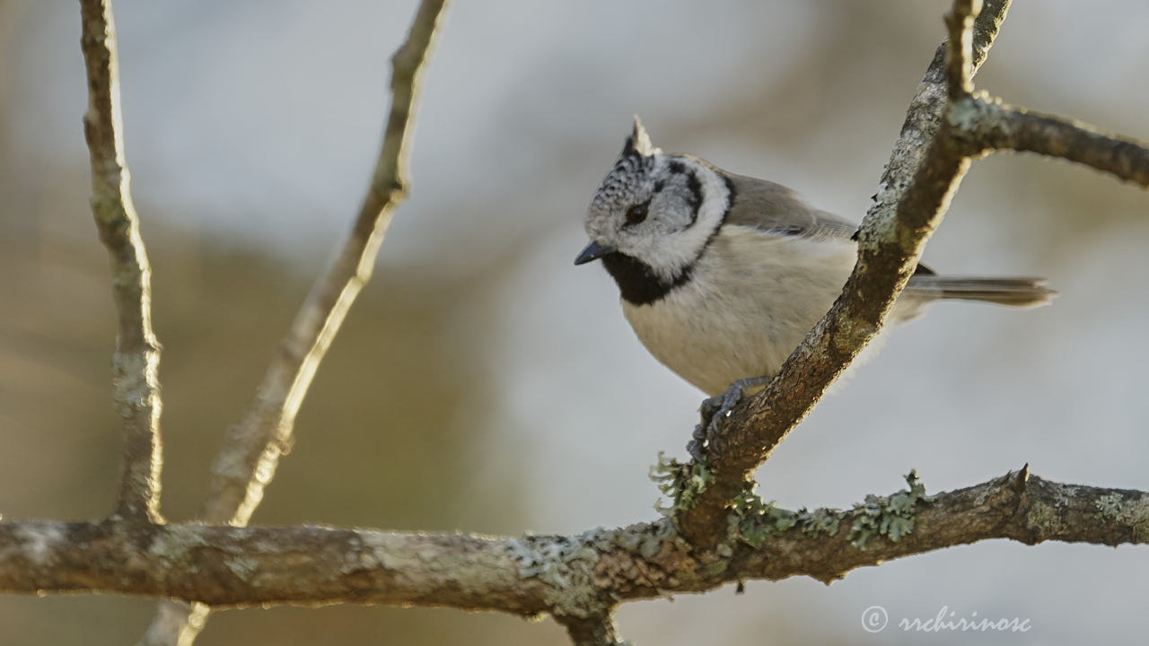 European crested tit