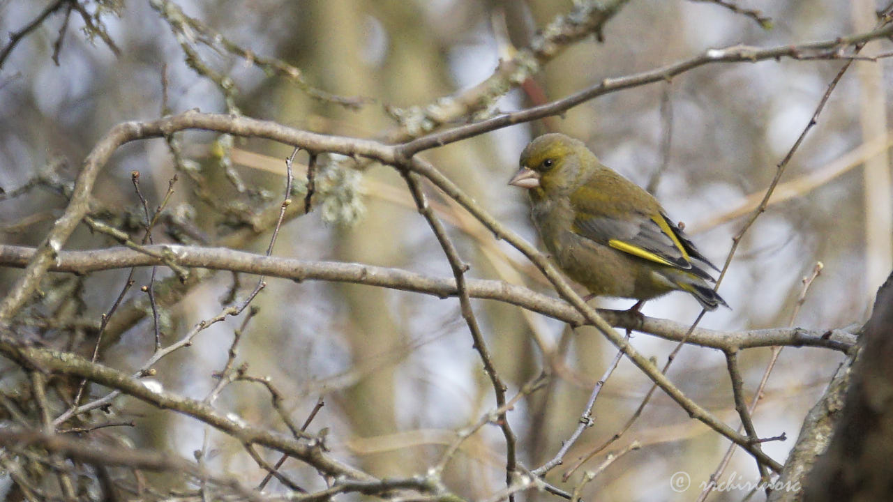 European greenfinch