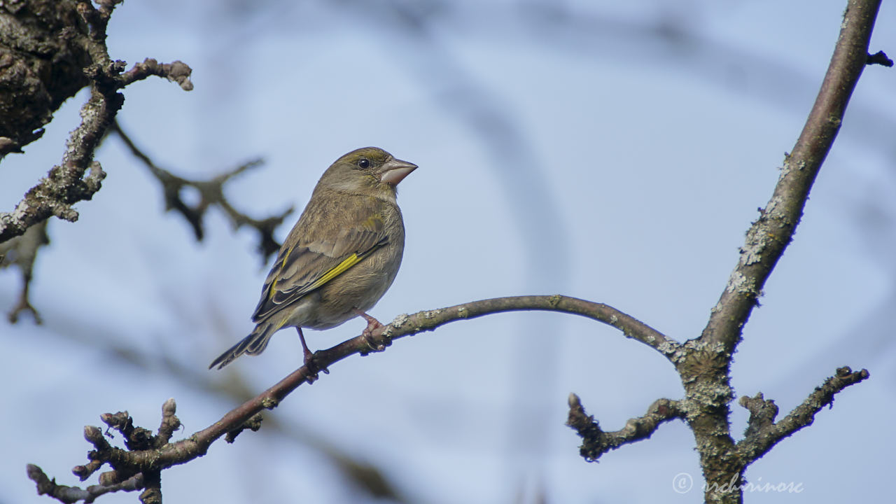 European greenfinch