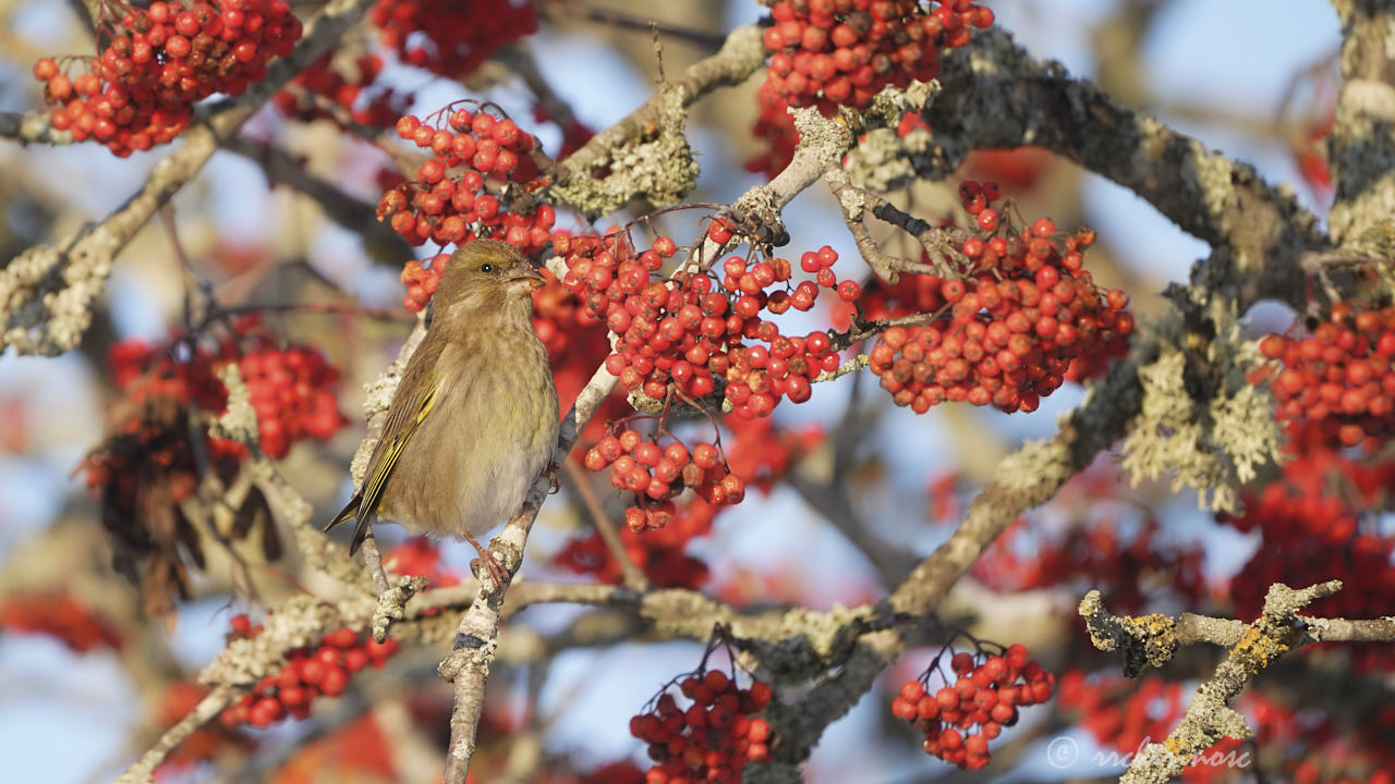 European greenfinch
