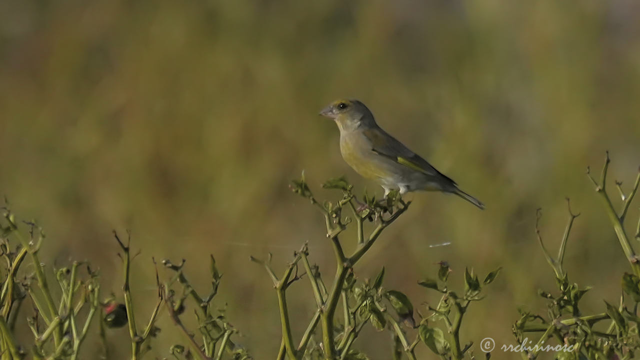 European greenfinch