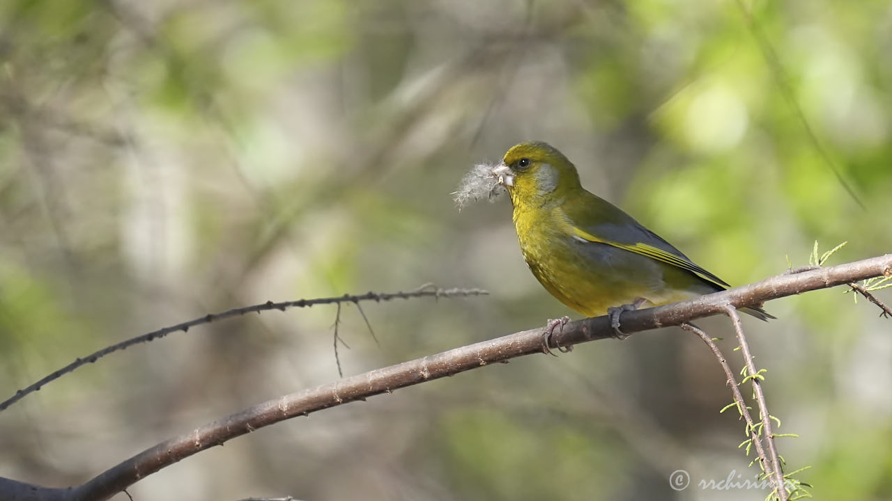 European greenfinch