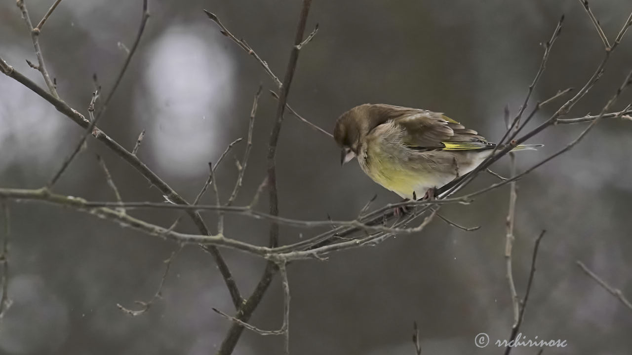 European greenfinch