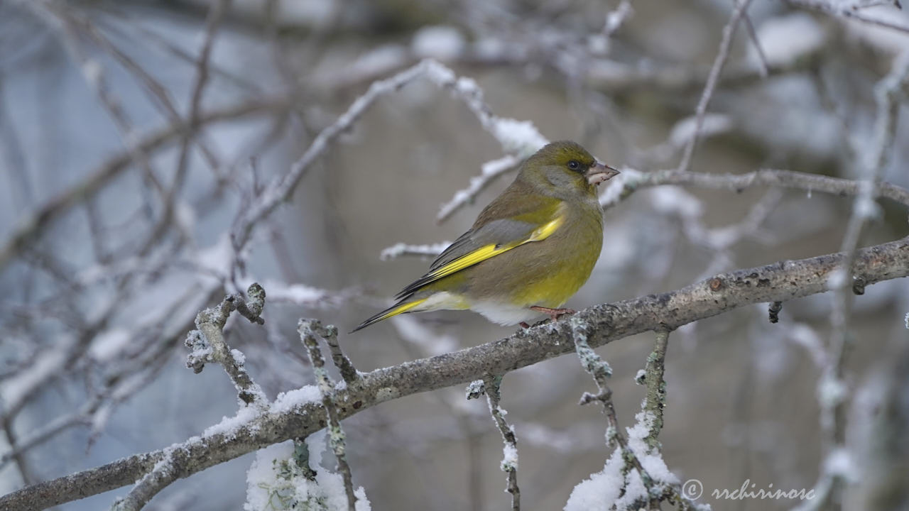 European greenfinch
