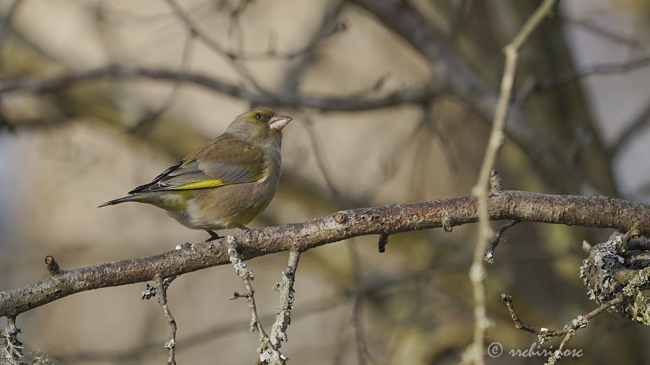 European greenfinch