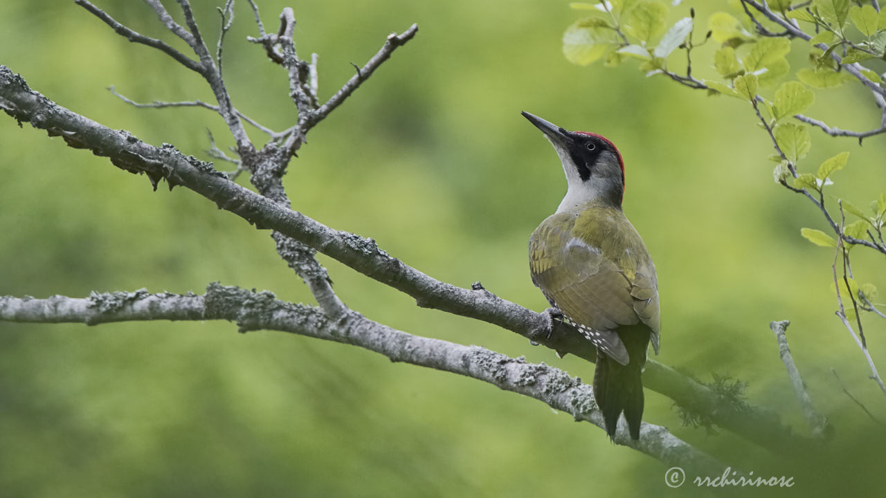 European green woodpecker