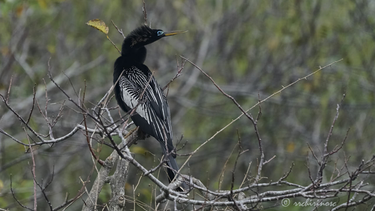 Anhinga
