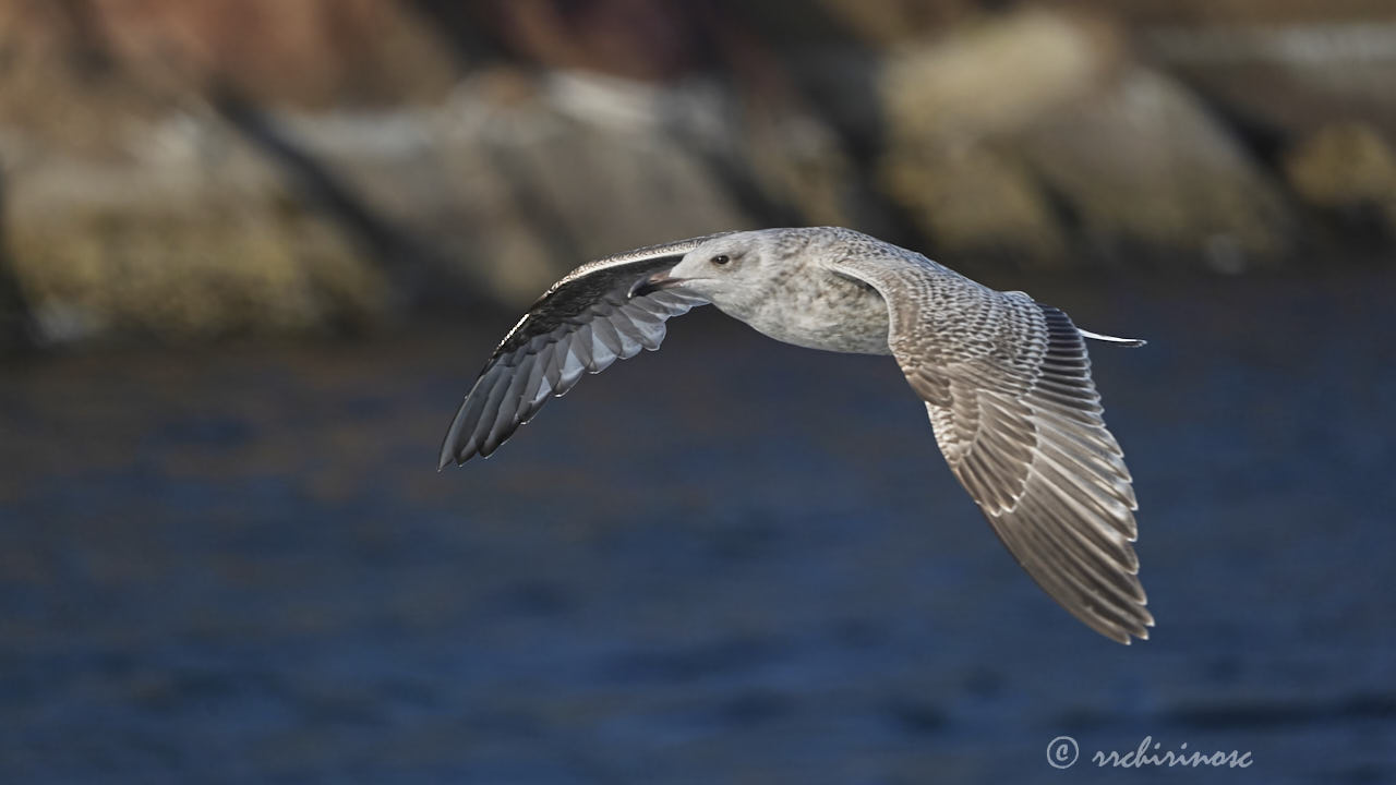 European herring gull