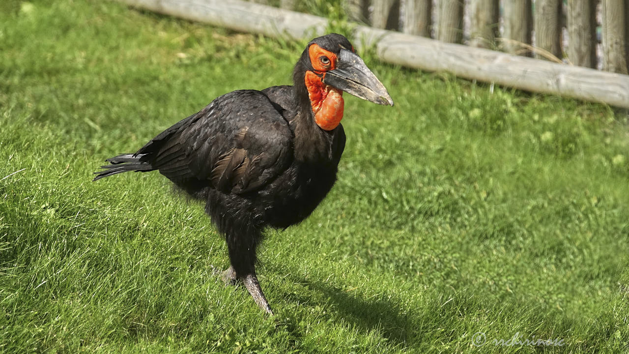 Southern ground hornbill