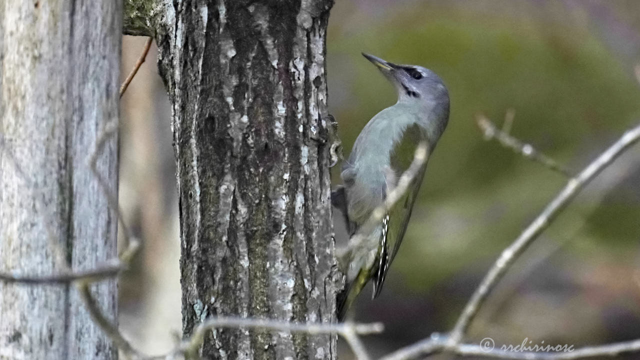 Grey-headed woodpecker