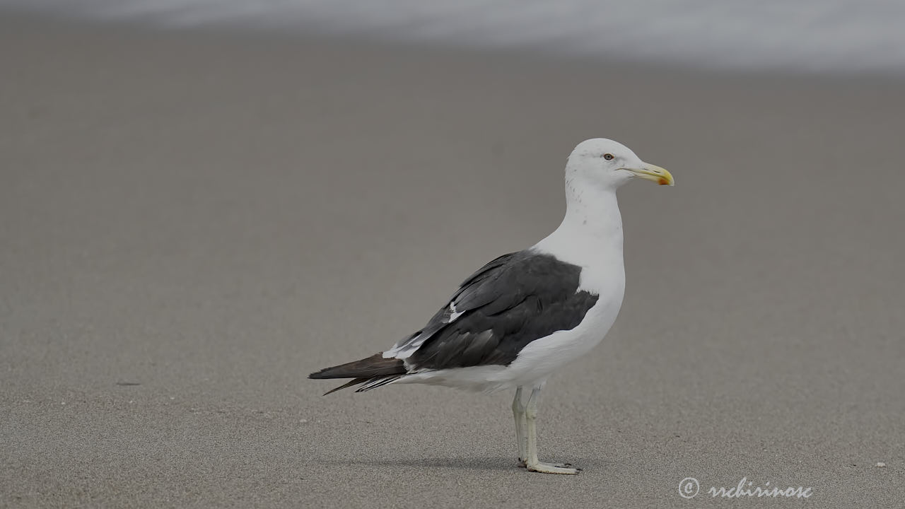 Kelp gull