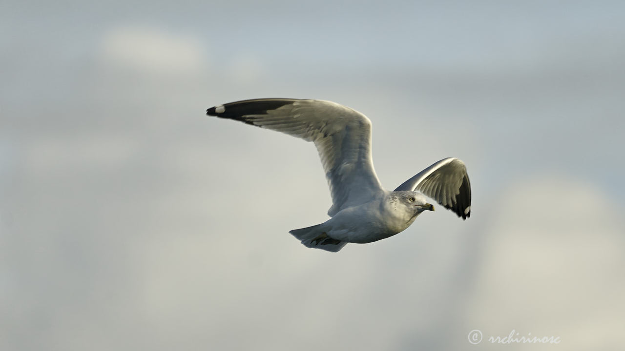 Ring-billed gull