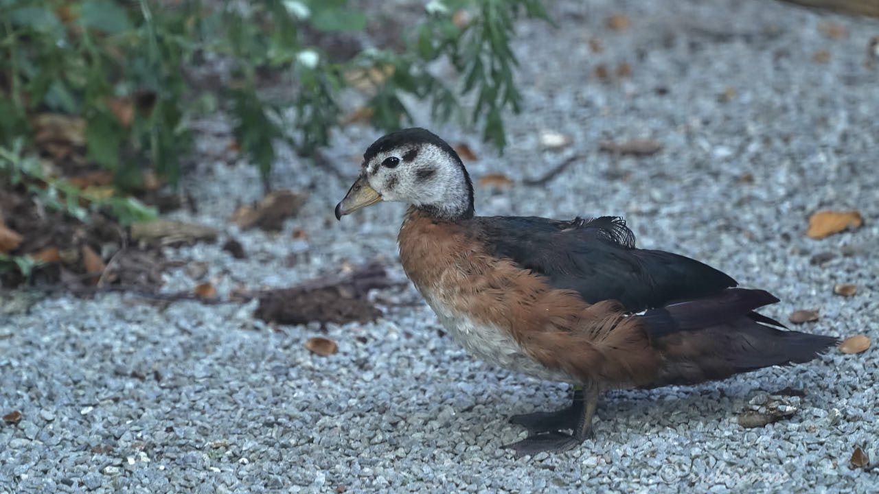 African pygmy goose