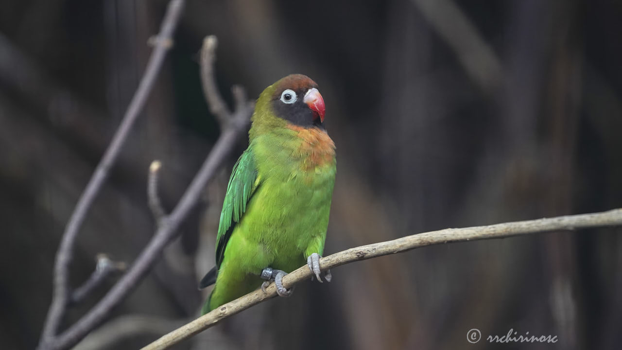 Black-cheeked lovebird