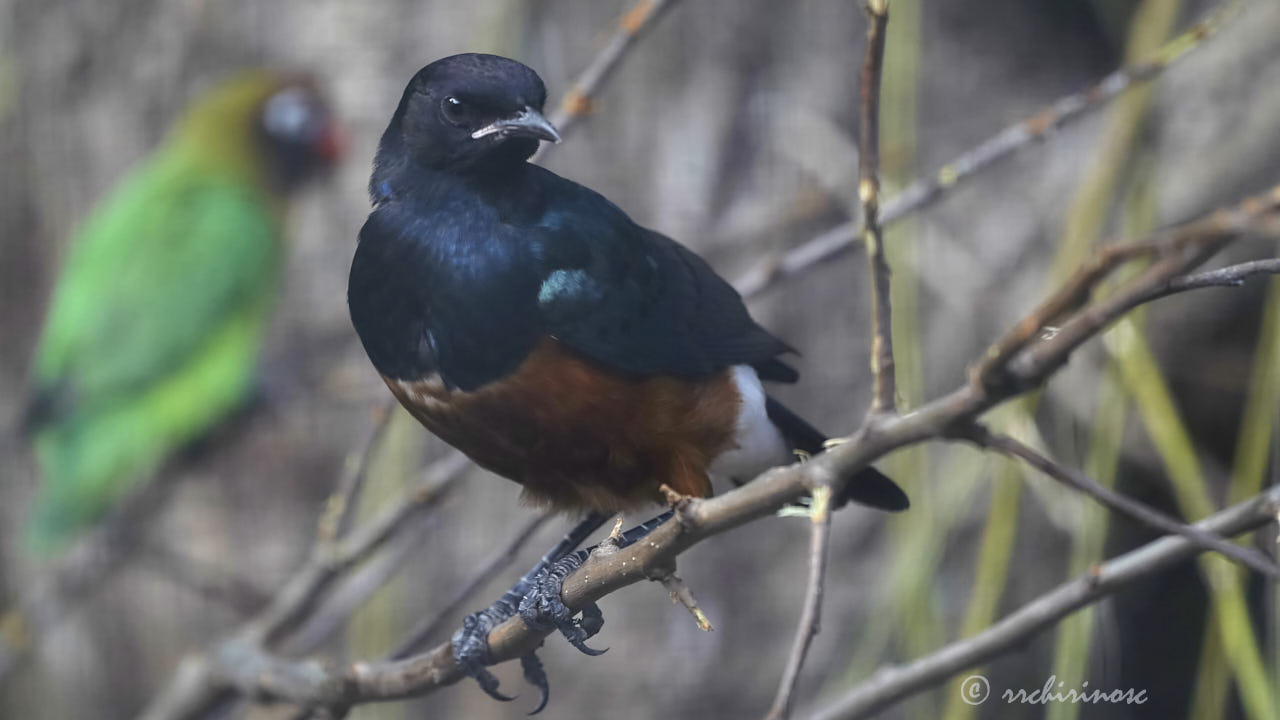Superb starling