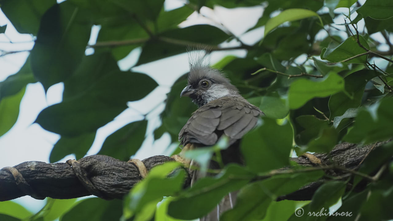 Speckled mousebird