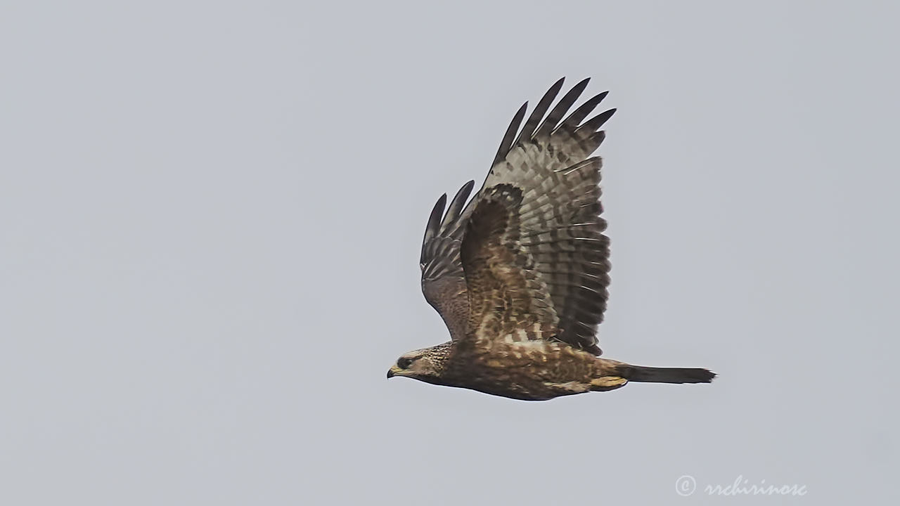 European honey buzzard