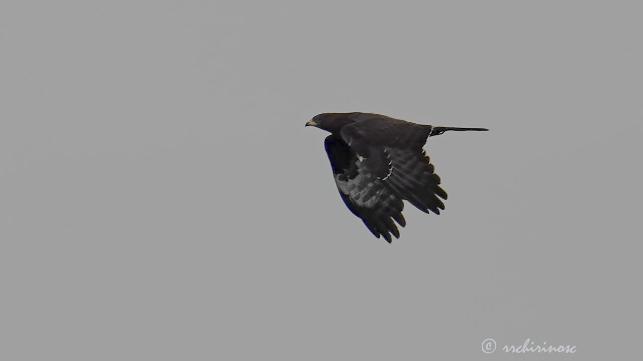 European honey buzzard