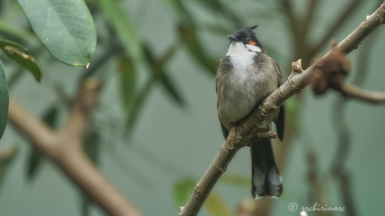 Red-whiskered bulbul