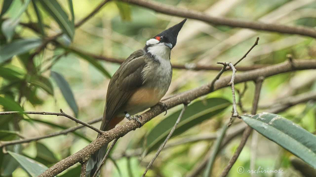 Red-whiskered bulbul