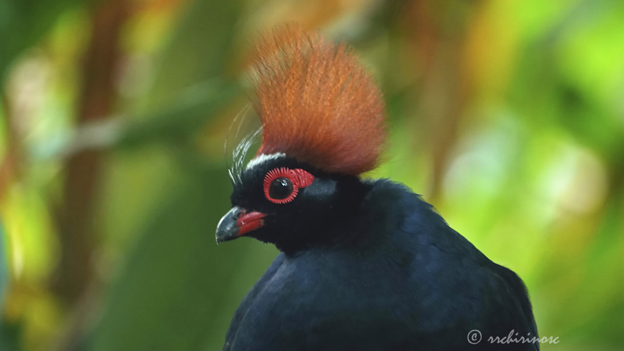 Crested partridge
