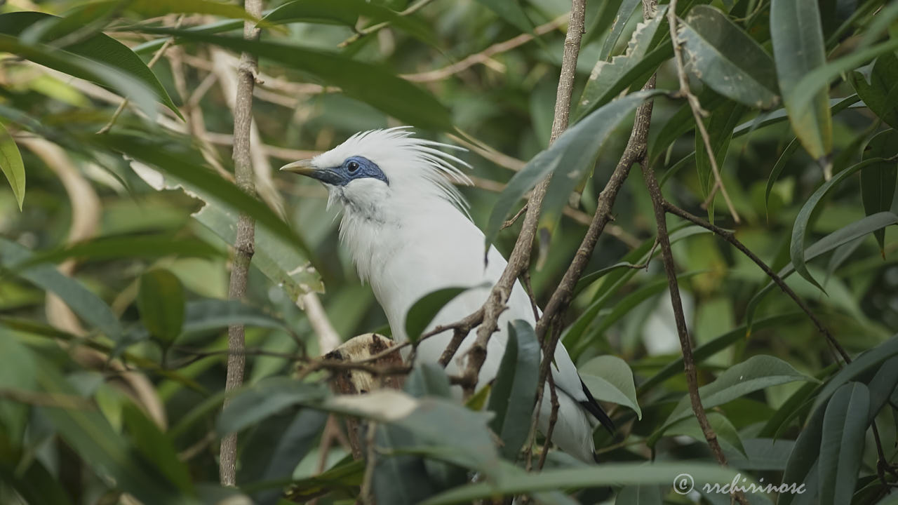 Bali myna