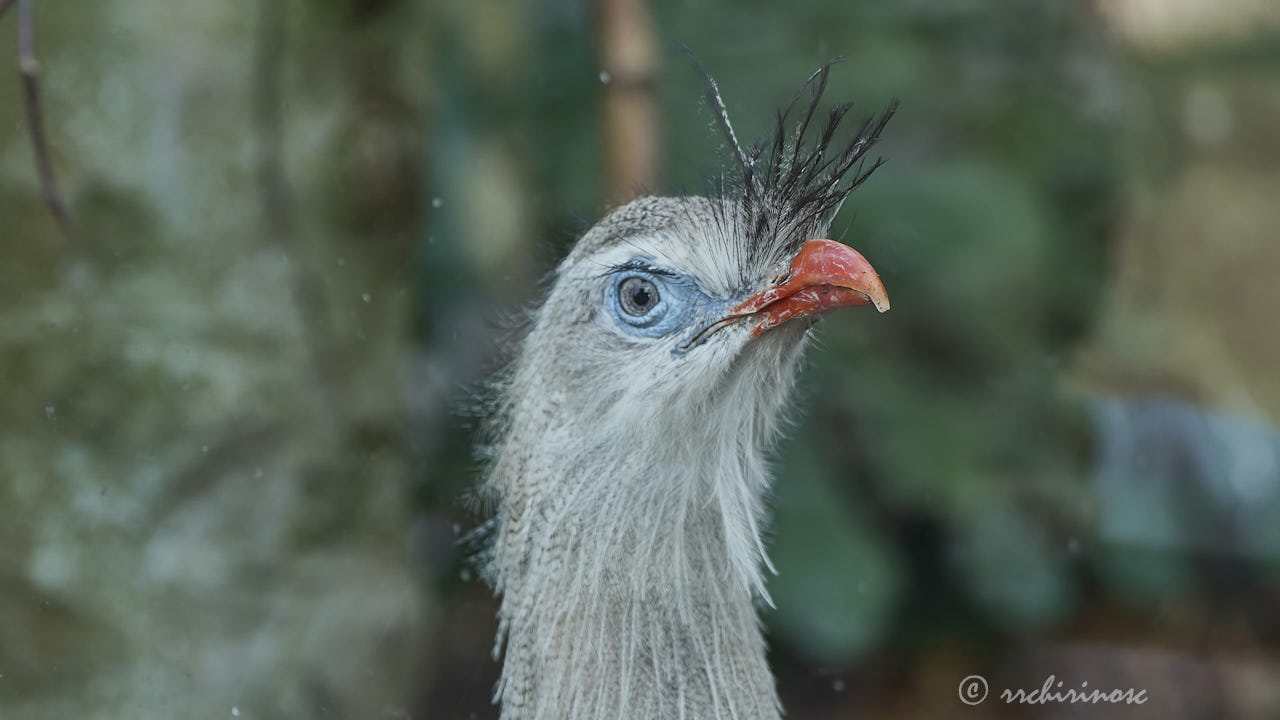 Red-legged seriema
