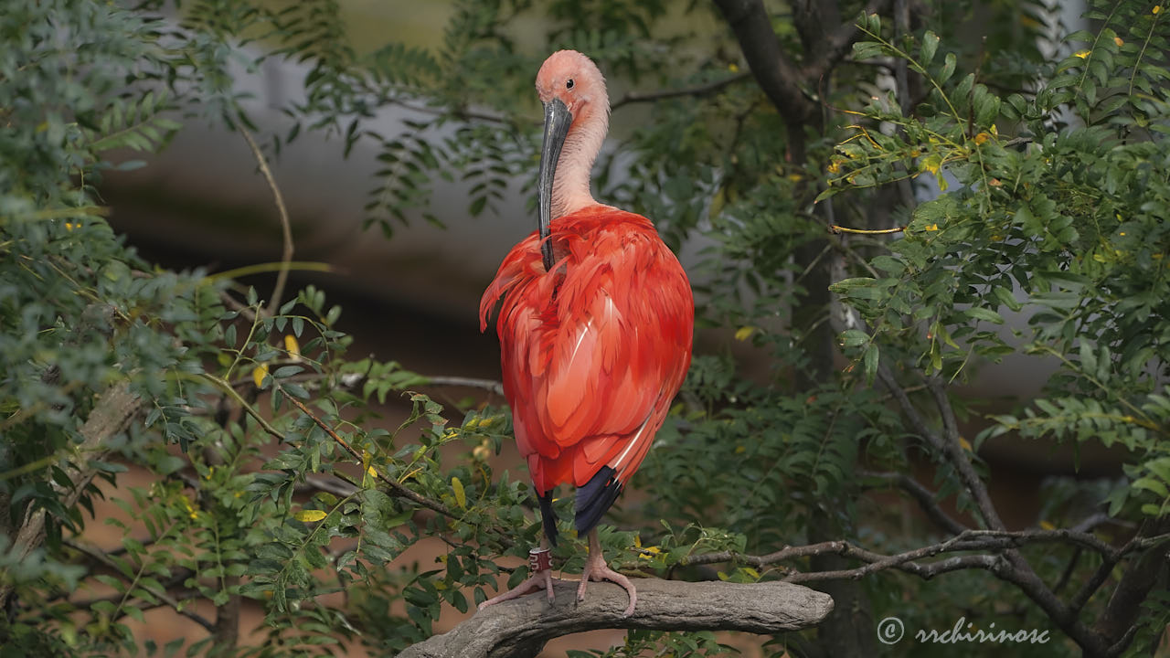 Scarlet ibis