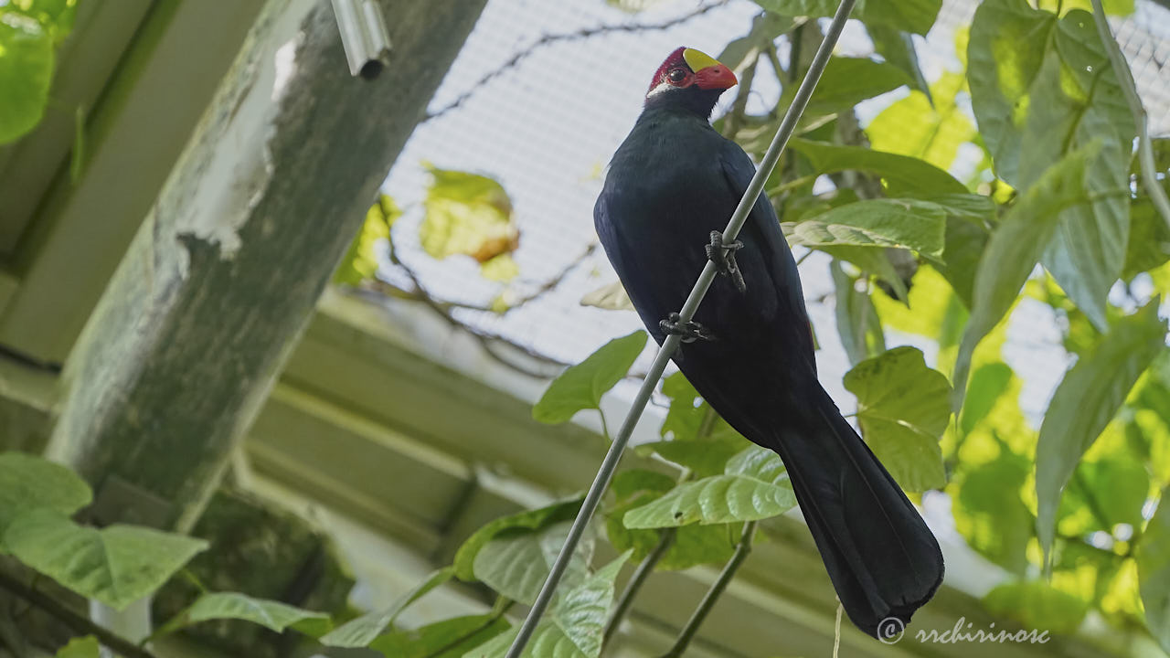 Violet turaco