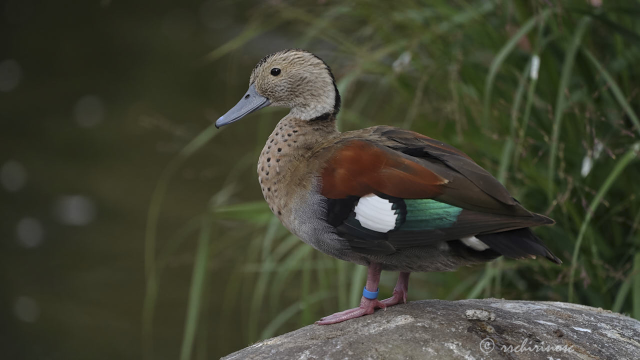 Ringed teal