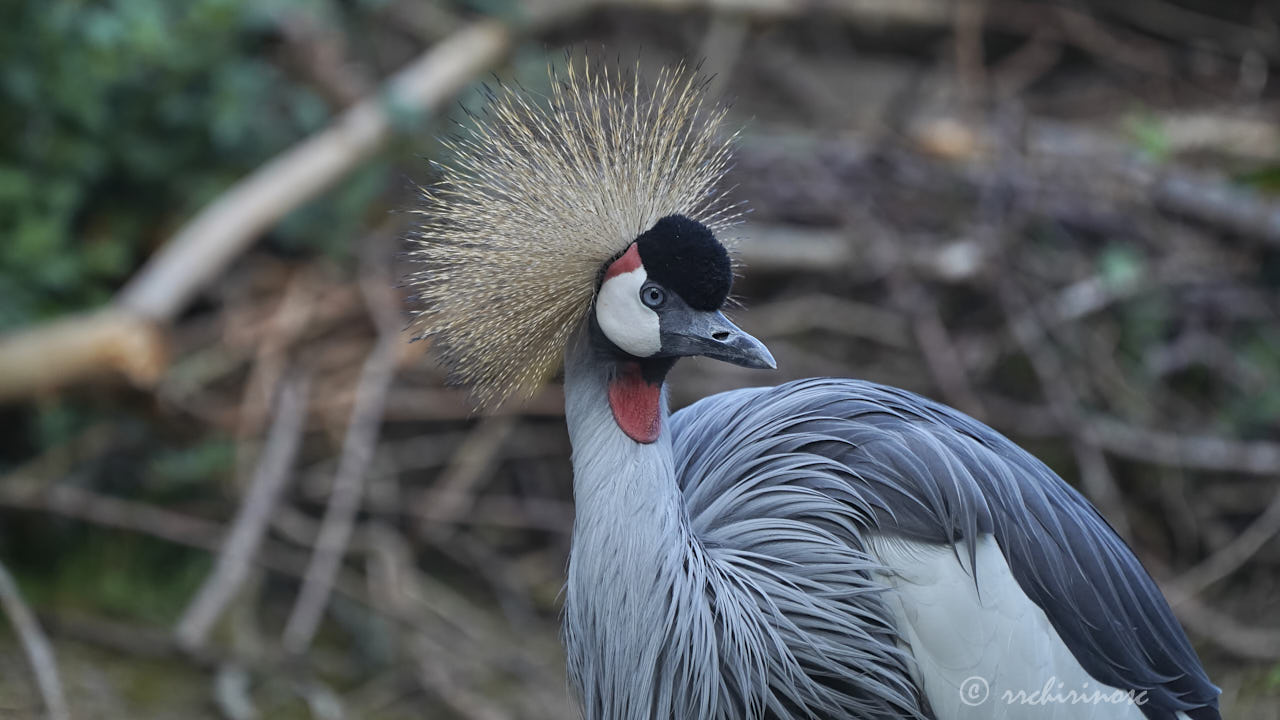 Gray crowned crane