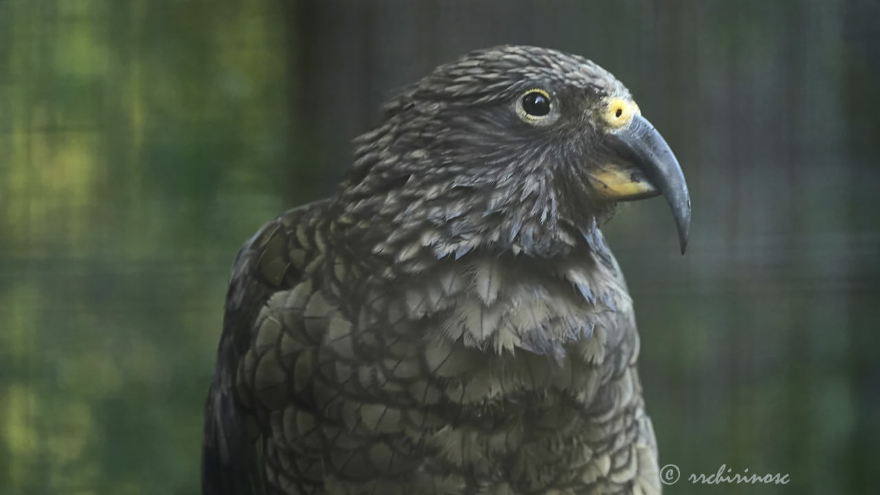 Kea
