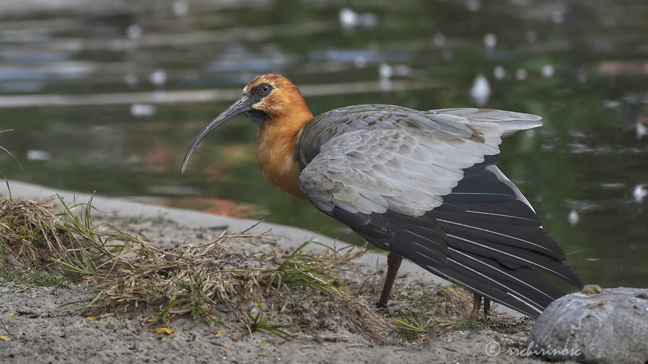 Buff-necked ibis