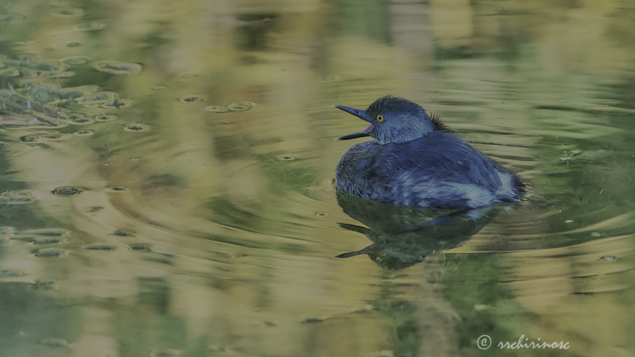 Least grebe