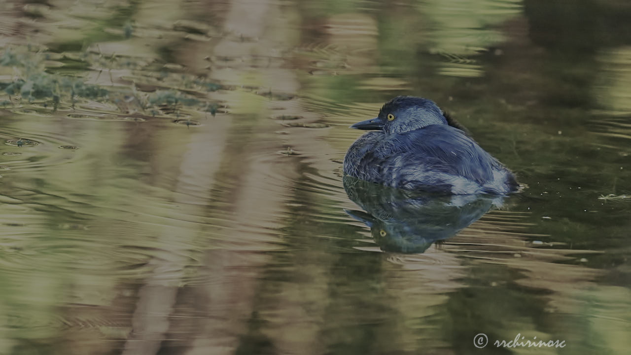 Least grebe