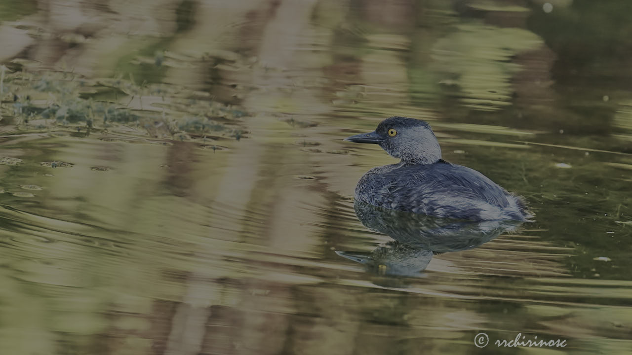 Least grebe