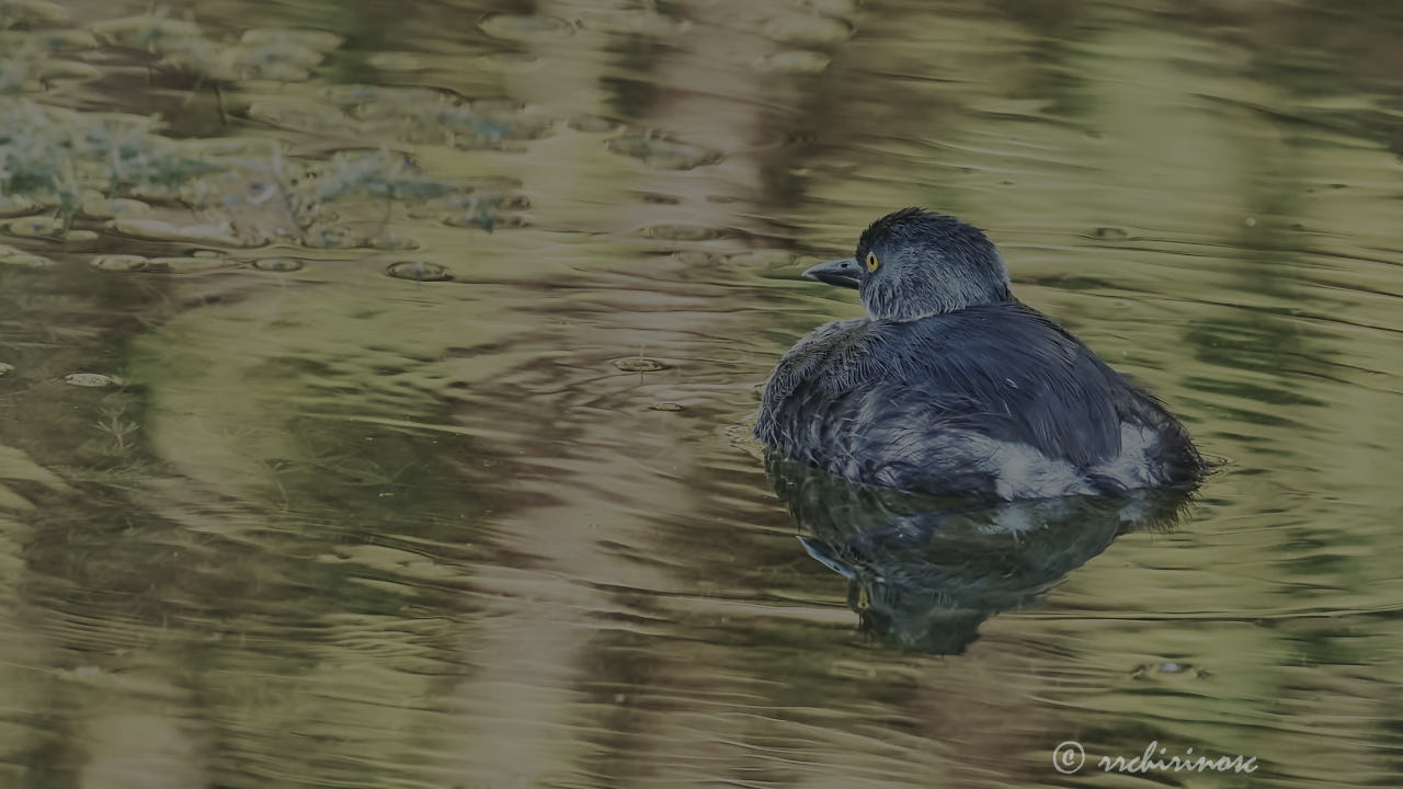 Least grebe
