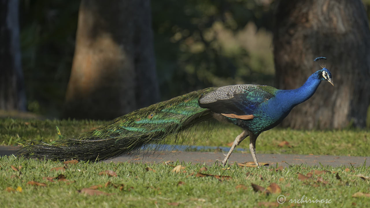 Indian peafowl