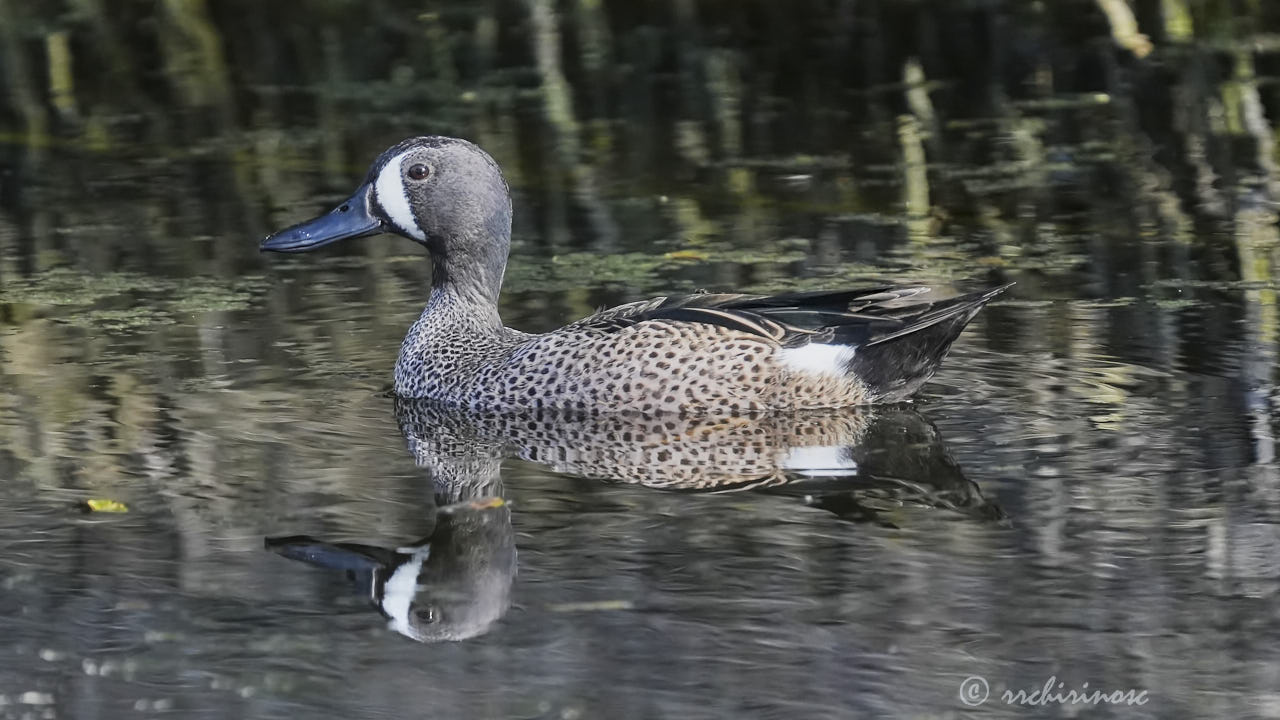 Blue-winged teal
