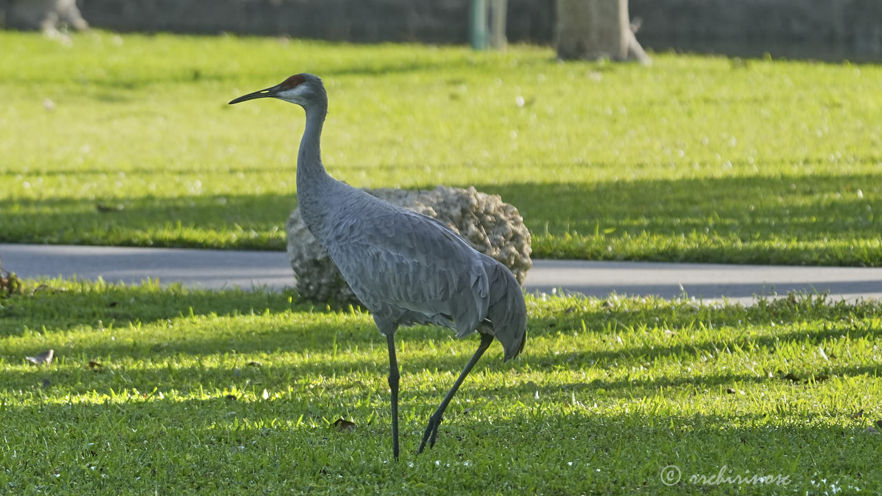 Sandhill crane