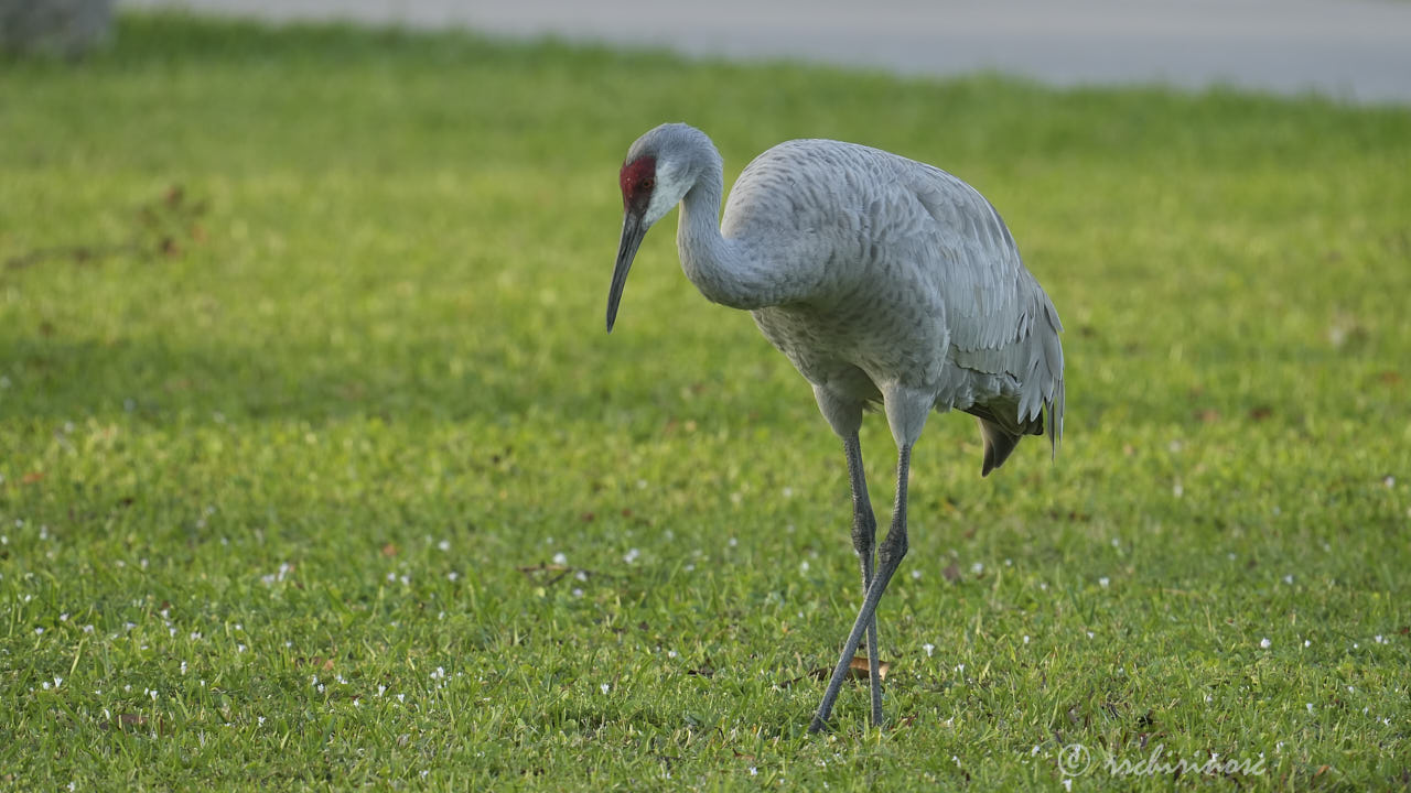 Sandhill crane